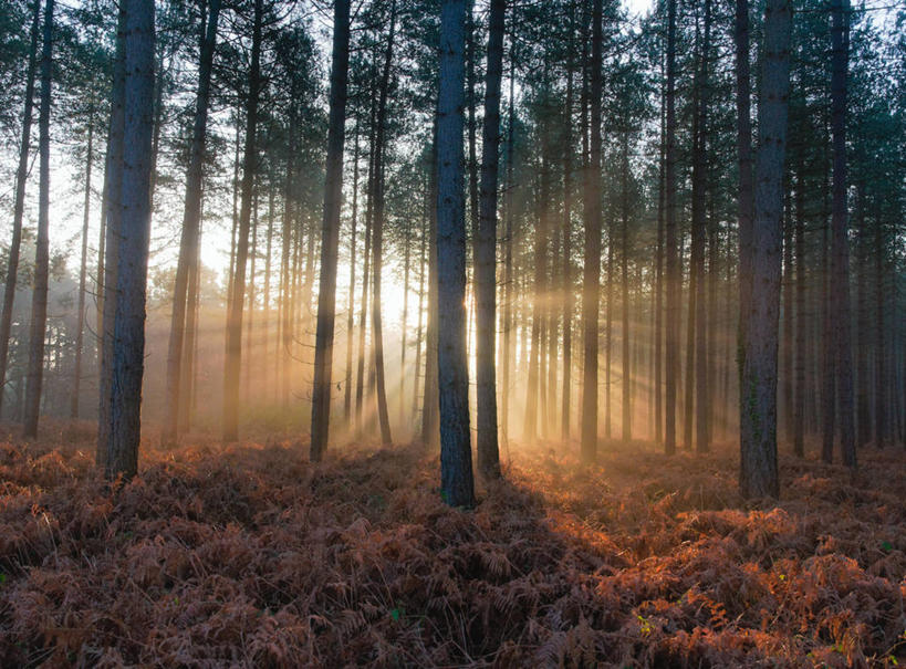 无人,横图,室外,镜头眩光,美景,森林,树林,雾,日光,英国,景观,黎明,英格兰,草,树,天空,自然,景色,摄影,宁静,自然风光,汉普郡,彩图
