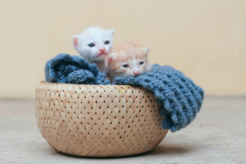 无人,横图,室内,特写,白天,宠物,猫,越南,篮子,首都,动物,两只,家畜,摄影,羊毛,河内,彩图