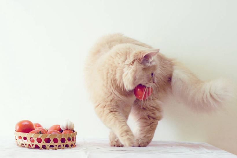 无人,横图,白色背景,桌子,宠物,猫,蔬菜,西红柿,越南,篮子,首都,饮食,家畜,摄影,清新,叼着,河内,彩图,影棚拍摄