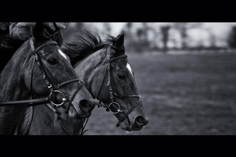 无人,跑,横图,黑白,室外,侧面,马,爱尔兰,并排,动物,两只,家畜,摄影,康诺特省