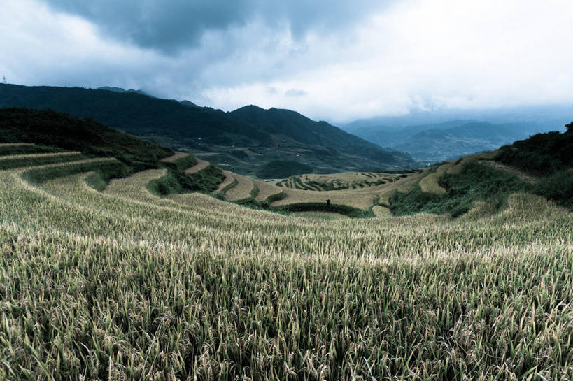 无人,横图,室外,白天,农业,梯田,农作物,美景,越南,亚洲,丰富,稻田,景观,田地,云,风景,天空,自然,景色,摄影,东南亚,生长,宁静,脆弱,自然风光,越南社会主义共和国,彩图,老街省,沙坝县