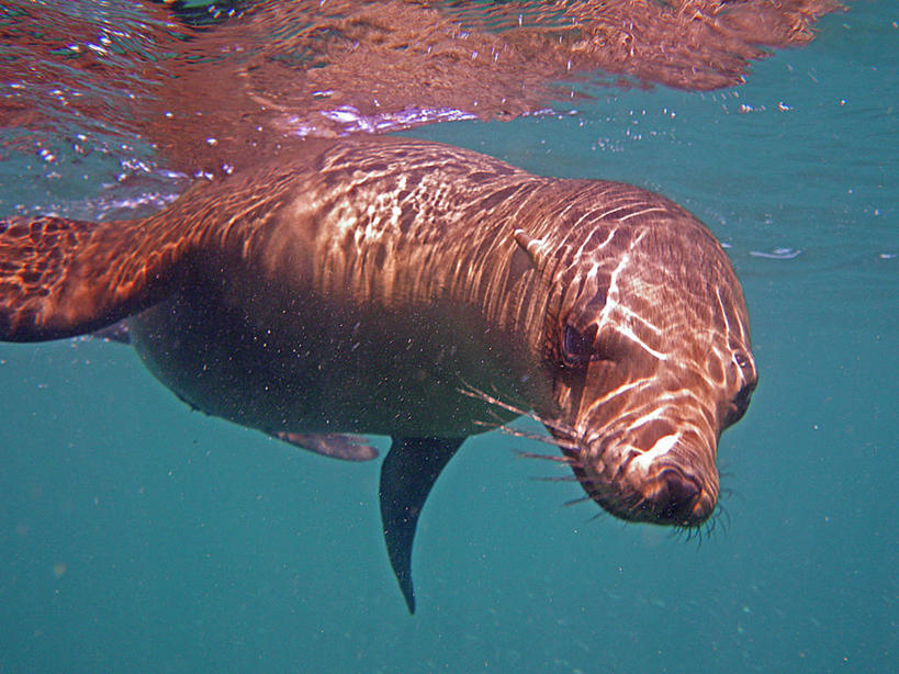 游泳,无人,横图,特写,水下,海狮,墨西哥,自然,摄影,拉丁美洲,下加利福尼亚州,加州海狮,彩图