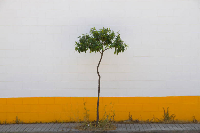 无人,横图,室外,白天,街道,西班牙,墙,茎,摄影,生长,脆弱,巴伦西亚省,彩图,独处