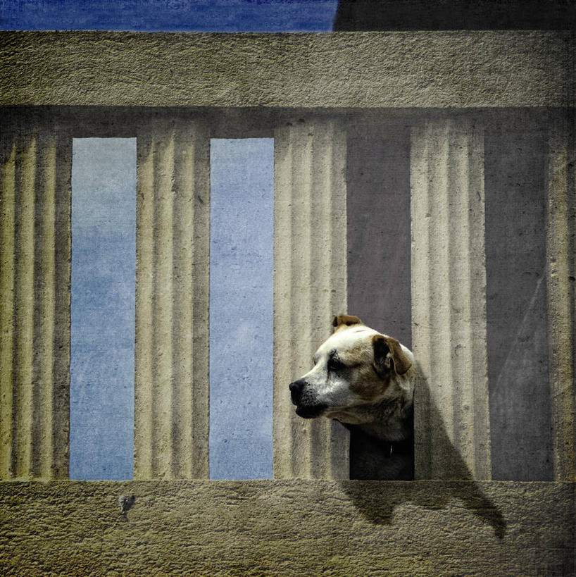 无人,栏杆,竖图,室外,白天,宠物,狗,西班牙,家畜,摄影,阿维拉,彩图,好奇心