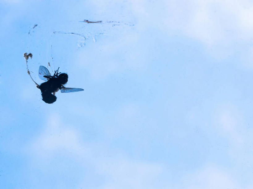 无人,横图,室内,白天,留白,窗户,美国,蓝色,天空,摄影,死亡,结束,家蝇,彩图