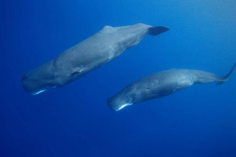 游泳,无人,横图,竖图,水下,海洋,哺乳动物,鲸鱼,野生动物,多米尼加,鱼类,海洋生物,蓝色,动物,两只,摄影,鲸,水生动物,水生物,海底动物,鲸类,抹香鲸,彩图