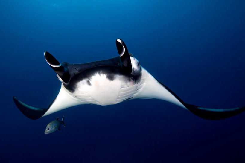 游泳,无人,横图,水下,墨西哥,鱼类,自然,摄影,拉丁美洲,彩图