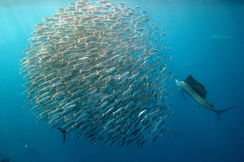 无人,横图,室外,水下,海洋,墨西哥,一群,许多,鱼群,很多,鱼类,蓝色,自然,摄影,拉丁美洲,旗鱼,肯他纳罗,彩图