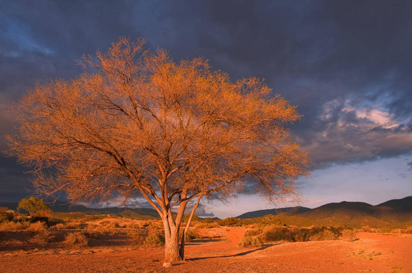无人,横图,室外,美景,美国,地形,景观,云,树,自然,黄昏,景色,摄影,宁静,自然风光,新墨西哥,圣达菲,彩图,独处