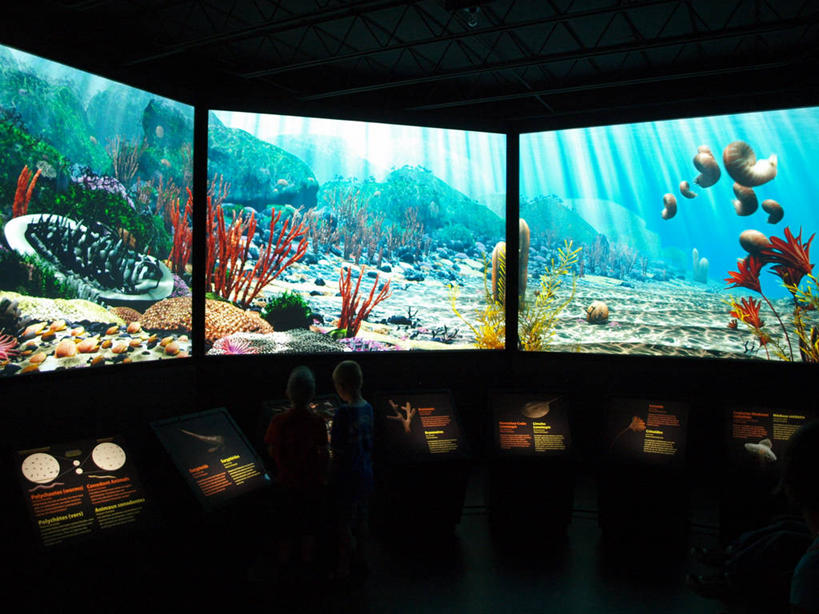 儿童,一个人,两个人,博物馆,站,横图,室内,纯洁,加拿大,仅一个男性,仅一个人,小孩,背面,仅一个小孩,可爱,探索,童年,童趣,摄影,观看,童真,烂漫,无邪,收集,马尼托巴湖,天真,男孩,男人,男性,孩子,半身,彩图,温尼伯湖,男生