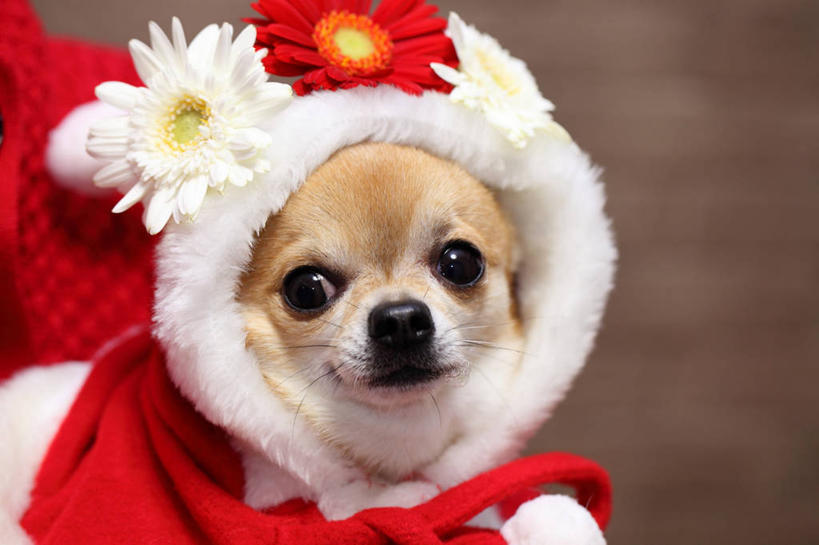 无人,横图,室外,特写,民族服装,纯洁,宠物,狗,仙台,日本,圣诞节,圣诞老人,服装,庆祝,古典,文化,传统,花,衣服,家畜,可爱,童年,童趣,摄影,服饰,古装,童真,烂漫,无邪,韵味,天真,彩图,传统服装,民俗服