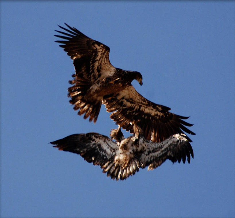 无人,横图,室外,白天,仰视,野生动物,鹰,美国,三只,鸟类,首都,飞,动物,摄影,亚利桑那,白头鹰,万里无云,彩图,低角度拍摄