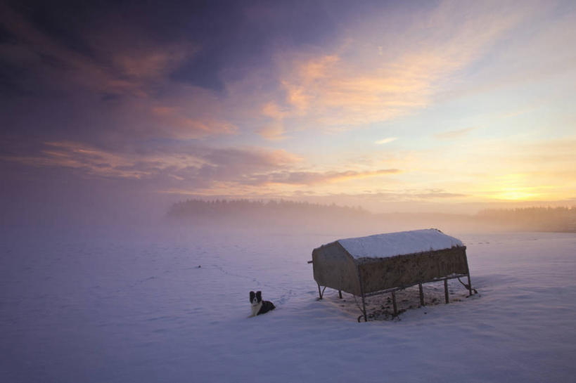 无人,横图,室外,日出,美景,雪,雾,宠物,狗,英国,地形,景观,云,冬天,天空,自然,家畜,景色,寒冷,摄影,宁静,自然风光,等,边境牧羊犬,彩图,小屋