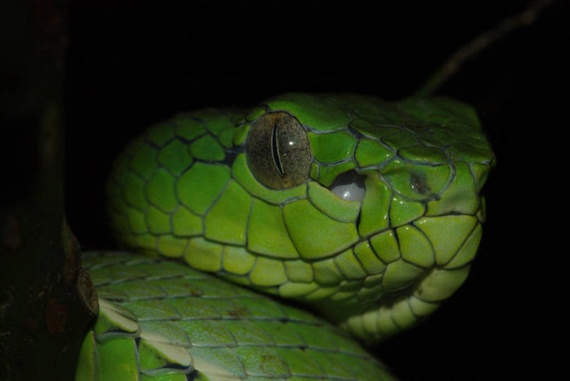 无人,横图,室外,特写,夜晚,野生动物,马来西亚,蛇,摄影,热带雨林,苏门答腊岛,沙巴州,彩图,好奇心,颊窝毒蛇