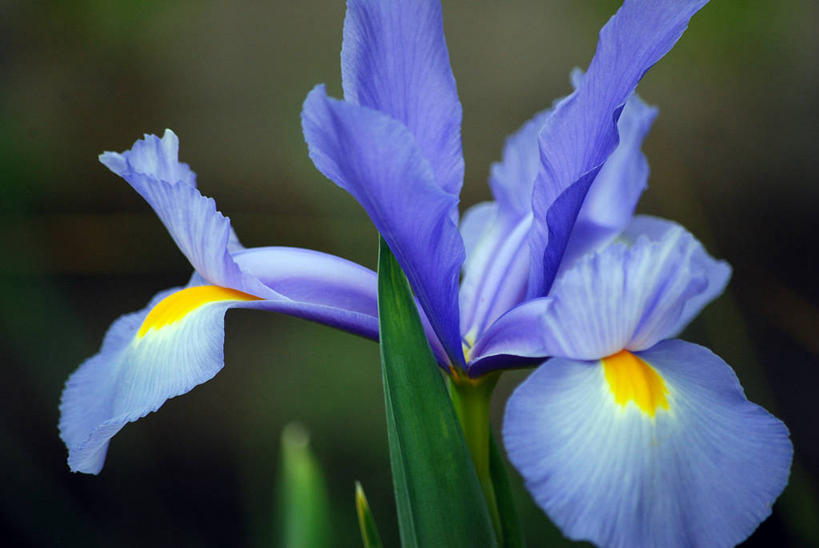 无人,横图,室外,特写,白天,叶子,英国,花,花瓣,蓝色,摄影,脆弱,鸢尾,清新,萨里市,彩图