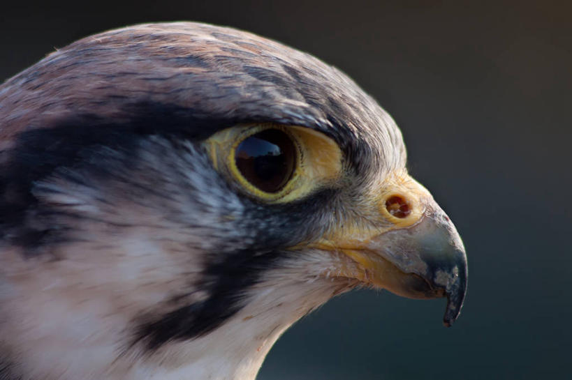 无人,横图,室外,特写,白天,苍鹰,野生动物,英国,鸟类,摄影,喙,机敏,诺丁汉,彩图