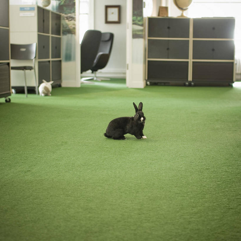 无人,办公室,方图,室内,白天,宠物,椅子,加拿大,动物,两只,家畜,摄影,办公椅,家兔,温哥华,大不列颠哥伦比亚,彩图