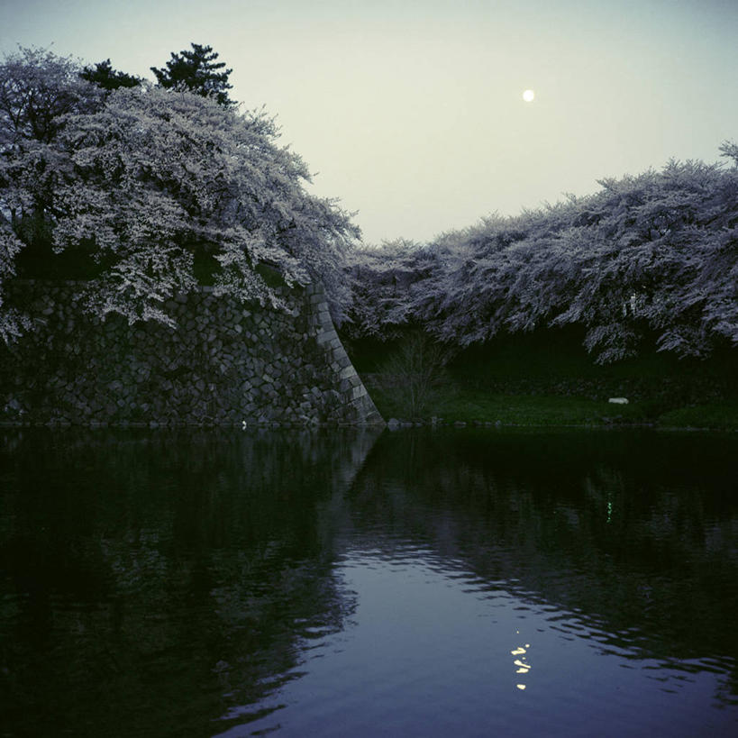 无人,方图,室外,夜晚,美景,樱花,爱知县,名古屋,日本,日本文化,反射,城堡,景观,月亮,天空,自然,景色,摄影,宁静,自然风光,护城河,彩图,名古屋城