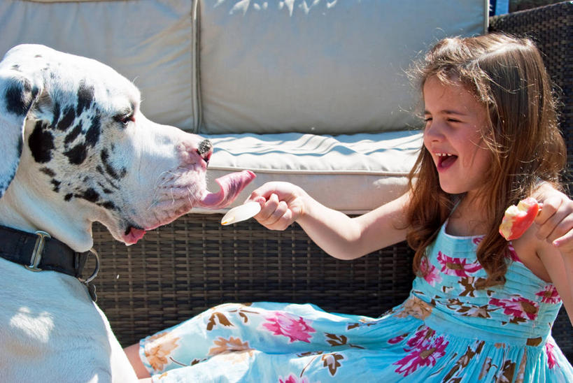 西方人,儿童,一个人,坐,笑,横图,室外,白天,快乐,幸福,纯洁,狗,英国,欧洲,欧洲人,仅一个女性,仅一个人,庭院,拿着,休闲装,小孩,仅一个小孩,家畜,可爱,童年,童趣,舔,摄影,冰棒,童真,烂漫,无邪,大丹狗,天真,女孩,女人,女性,白种人,孩子,彩图,女生