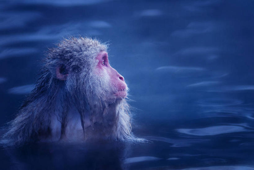 游泳,无人,横图,室外,白天,水,温泉,野生动物,猴子,长野县,日本,蓝色,自然,摄影,猕猴,日本猕猴,山之内,彩图