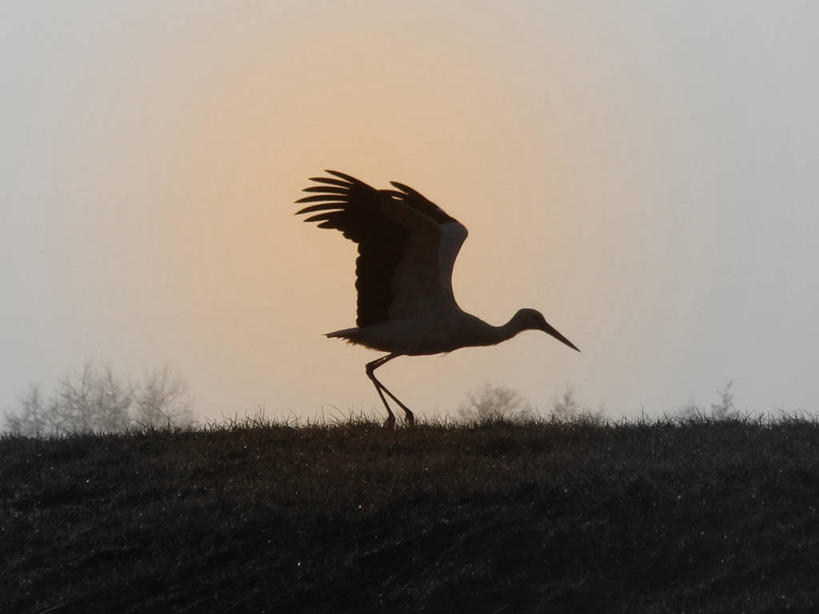 无人,横图,室外,特写,侧面,自由,日落,植物,野生动物,荷兰,起飞,鸟类,天空,摄影,鹳,剪影,格罗宁根,彩图