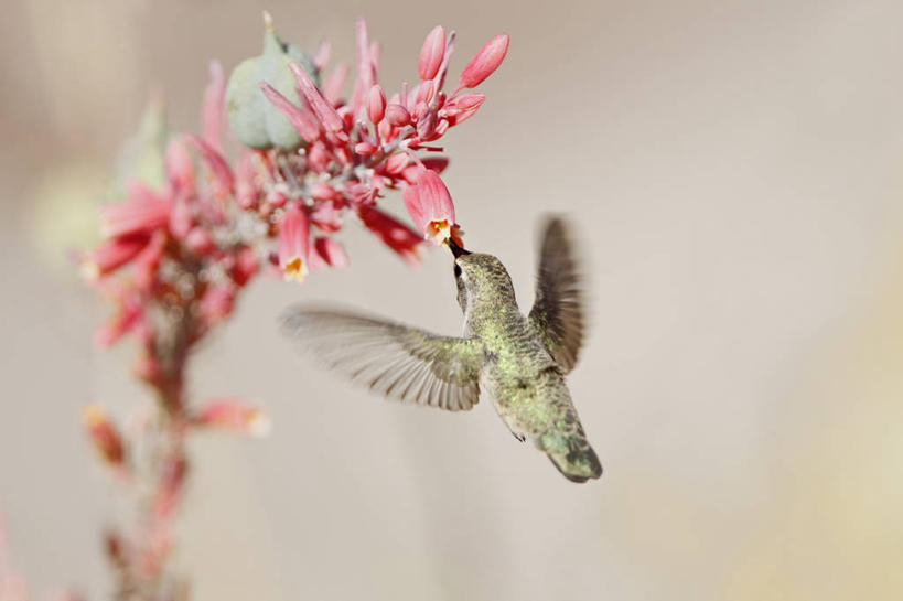 无人,横图,室外,白天,蜂鸟,野生动物,美国,鸟类,野花,半空,飞,盘旋,花,自然,摄影,脆弱,加利福尼亚,授粉,喂养,彩图,尝
