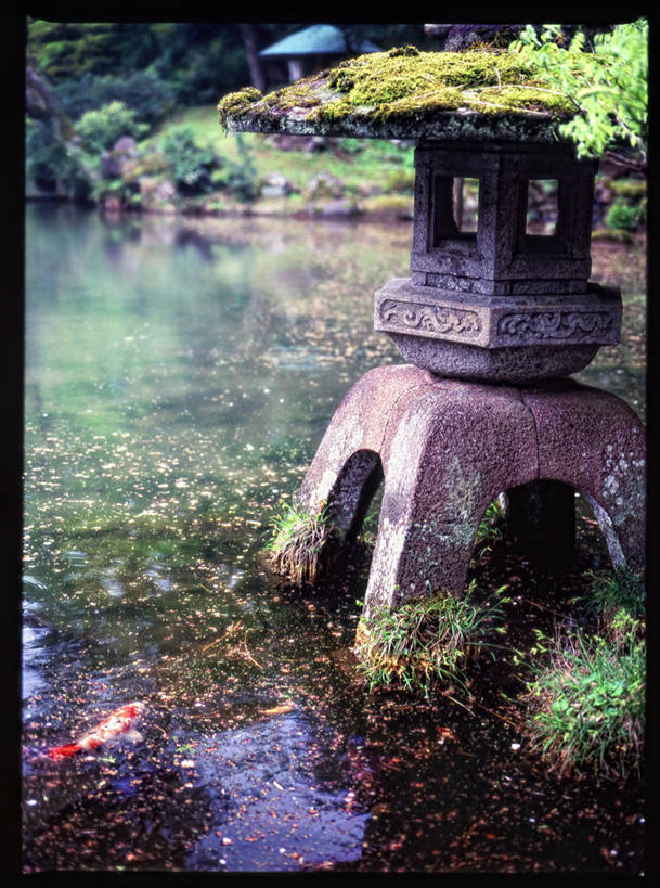 游泳,无人,竖图,室外,白天,美景,锦鲤,日本,日本文化,灯笼,景观,苔藓,鱼类,草,自然,景色,摄影,园林,宁静,自然风光,死水,彩图