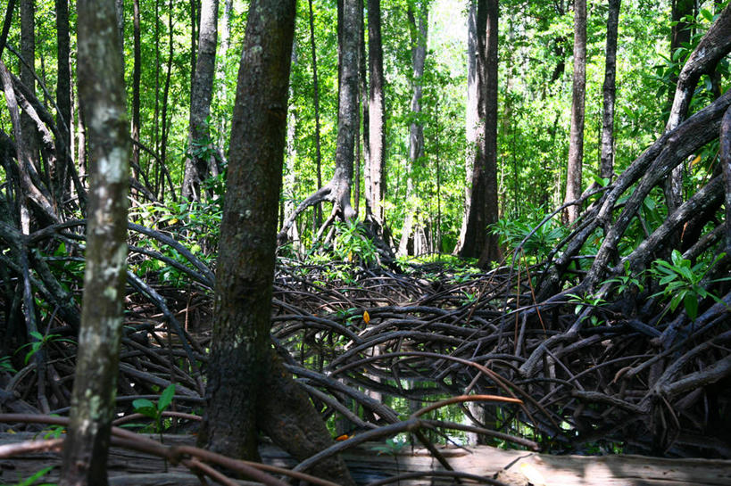 无人,横图,室外,白天,森林,日光,巴布亚新几内亚,环绕,缠绕,树,自然,摄影,生长,宁静,纠缠,彩图,红树林