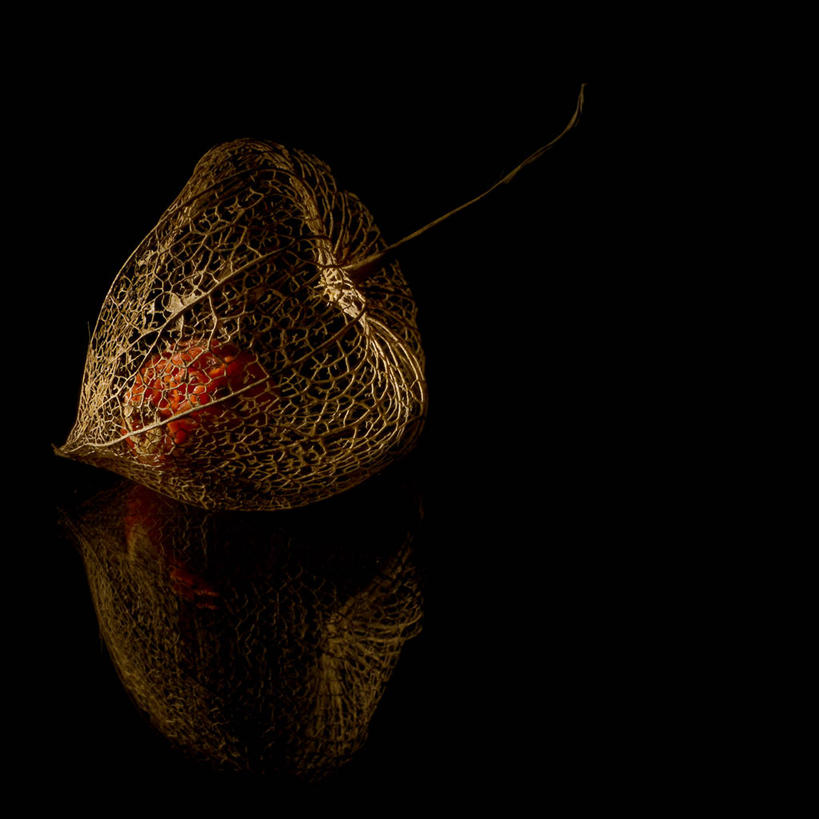 无人,方图,特写,水果,叶子,德国,黑色背景,反射,饮食,摄影,清新,冬樱花,彩图,影棚拍摄