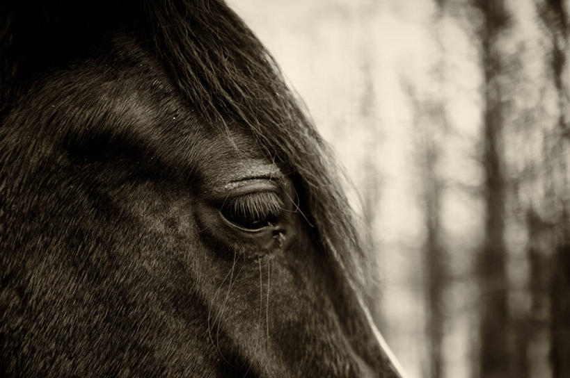 无人,横图,室外,特写,白天,马,英国,摄影,鬃毛,彩图