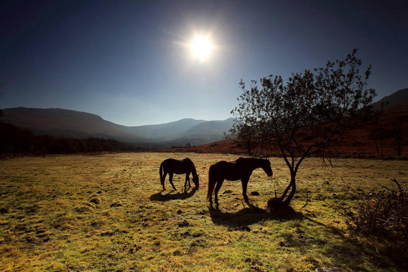 无人,站,横图,室外,侧面,镜头眩光,牧场,美景,山,山脉,太阳,柳树,马,日光,英国,阴影,景观,草,树,自然,黄昏,动物,两只,家畜,景色,摄影,宁静,自然风光,苏格兰高地,因弗内斯,彩图