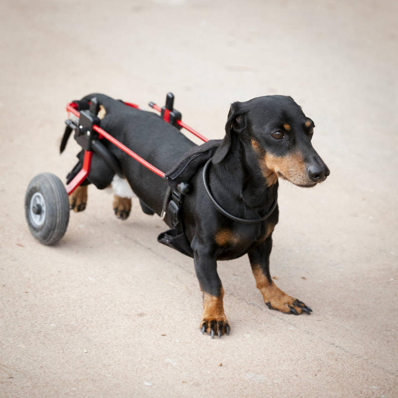 无人,方图,室外,白天,宠物,狗,西班牙,动物,摄影,问题,彩图