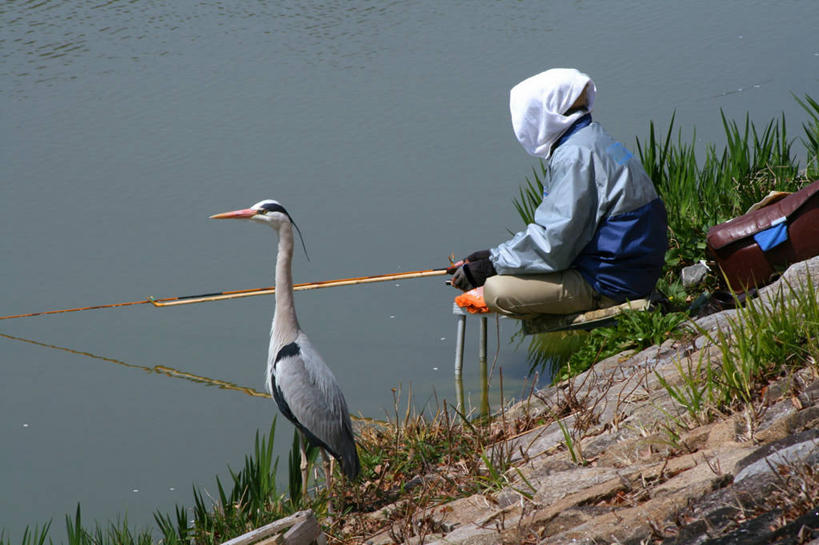 成年人,一个人,坐,横图,室外,白天,鸟,野生动物,爱知县,名古屋,日本,仅一个男性,反射,苍鹭,鸟类,背面,摄影,生长,灌木,等,灰鹳,钓竿,彩图,钓鱼