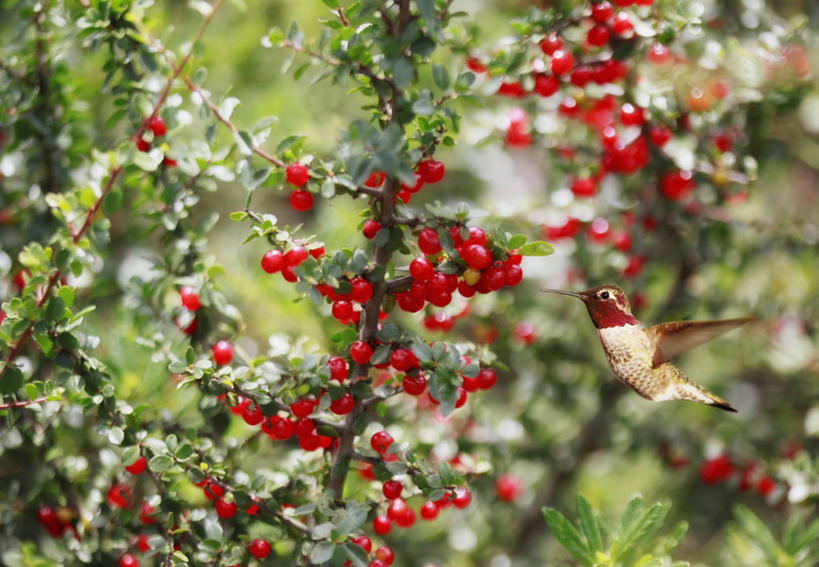 无人,横图,室外,白天,美景,蜂鸟,野生动物,浆果,美国,鸟类,景观,枝,飞,红色,自然,景色,摄影,靠近,拍打,清新,加利福尼亚,自然风光,彩图