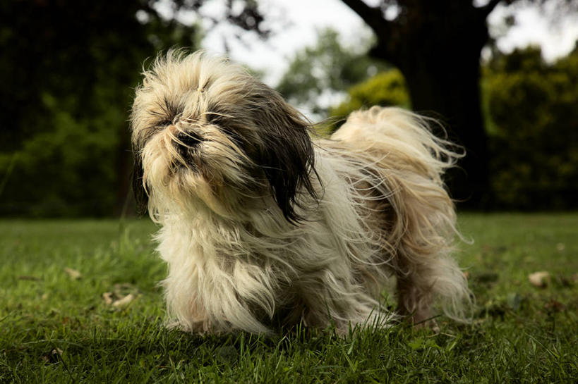 无人,站,横图,室外,白天,风,宠物,狗,美国,小的,草,动物,家畜,摄影,彩图,哈叭狗