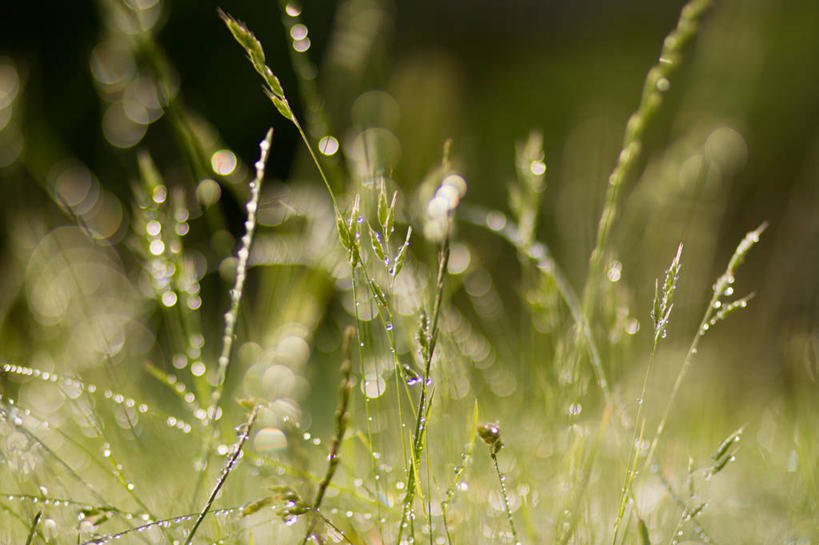 无人,横图,室外,特写,白天,草坪,水,雨,日光,英国,水滴,草,自然,摄影,生长,园林,环境,脆弱,清新,艾塞克斯大学,彩图
