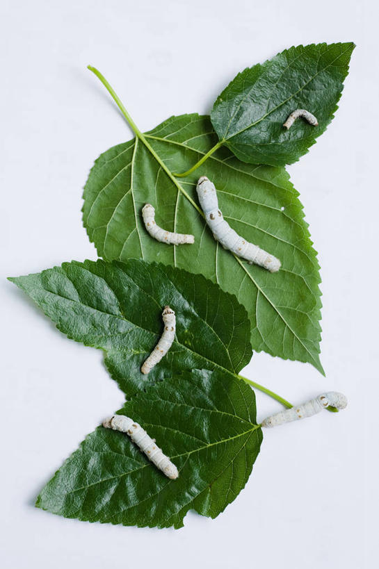 无人,竖图,白色背景,农业,叶子,上海,昆虫,蚕,绿色,摄影,脆弱,桑叶,蠕虫,彩图,影棚拍摄