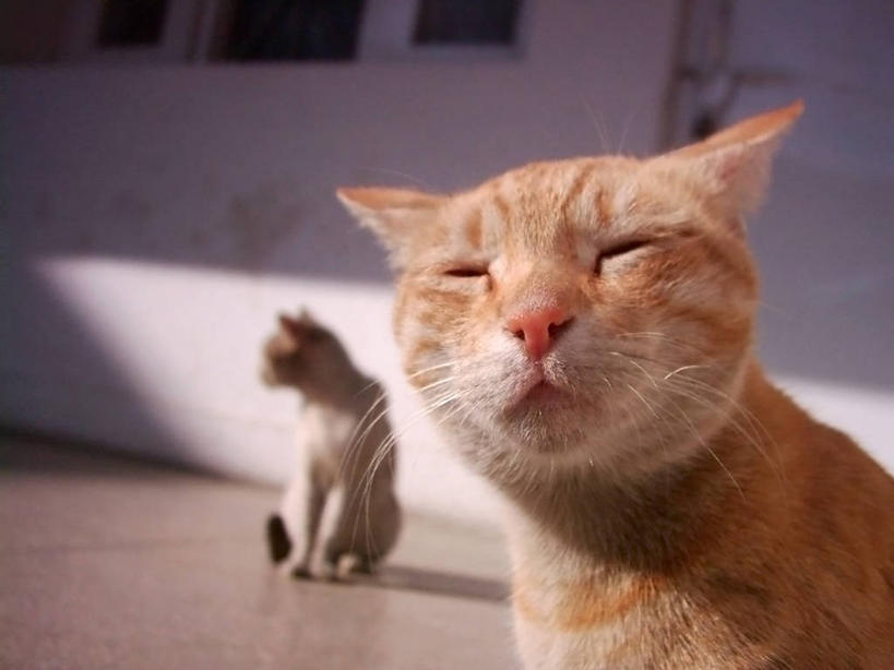 无人,坐,横图,室外,特写,白天,宠物,猫,日光,巴基斯坦,动物,两只,家畜,摄影,部分,肖像,拉合尔,闭着眼睛,彩图