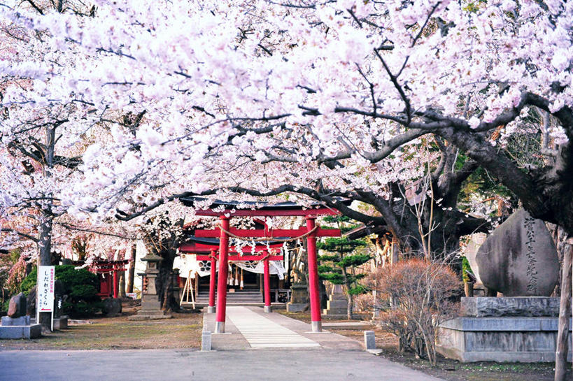 无人,横图,室外,白天,樱花,日本,日本文化,鸟居,樱桃树,花朵,树,自然,摄影,宗教,宁静,神殿,弘前,彩图,传统文化,传统节日