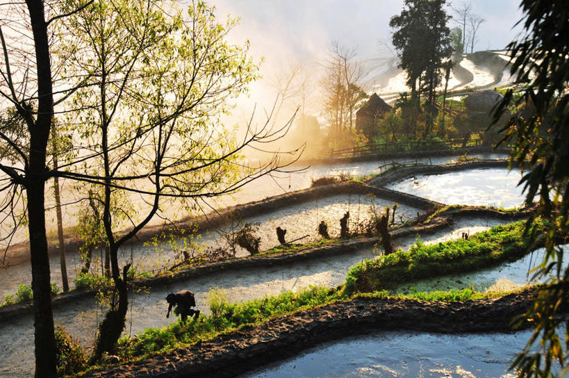 一个人,横图,室外,农业,梯田,农作物,美景,工作,稻田,地形,景观,黎明,树,天空,自然,景色,摄影,生长,宁静,早晨,自然风光,元阳,云南省,彩图,传统文化