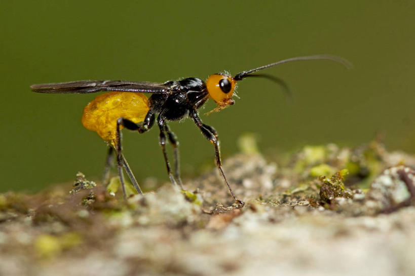 无人,横图,室外,特写,白天,侧面,野生动物,法国,昆虫,树皮,摄影,黄蜂,产卵,利穆赞,彩图,小茧蜂,动物行为