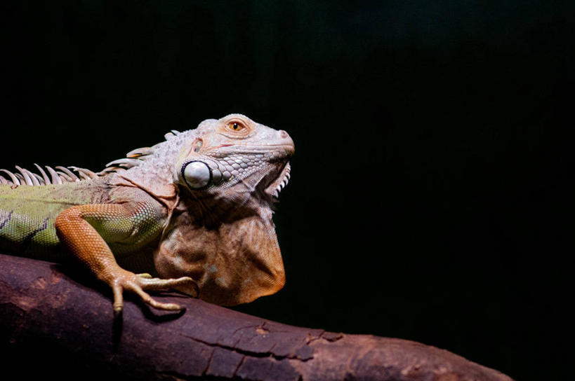 无人,横图,特写,侧面,野生动物,挪威,欧洲,黑色背景,树皮,摄影,斯堪的纳维亚,北欧,斯堪的那维亚,斯堪的那维亚半岛,斯堪的纳维亚半岛,绿鬣蜥,卑尔根,挪威王国,霍达兰郡,霍达兰,彩图,影棚拍摄,好奇心