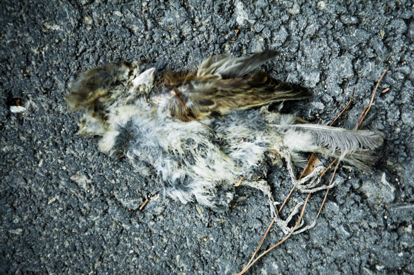 无人,横图,室外,特写,白天,野生动物,西班牙,鸟类,摄影,死亡,结束,彩图