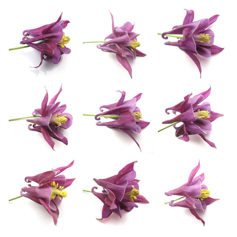 无人,方图,特写,留白,白色背景,荷兰,一排,整齐,首都,花,排列,粉色,摄影,脆弱,队列,清新,耧斗菜,阿姆斯特丹,彩图,影棚拍摄