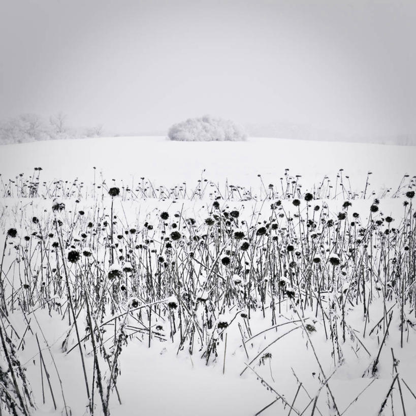 无人,方图,黑白,室外,白天,雪,向日葵,德国,田地,冬天,花,自然,寒冷,摄影