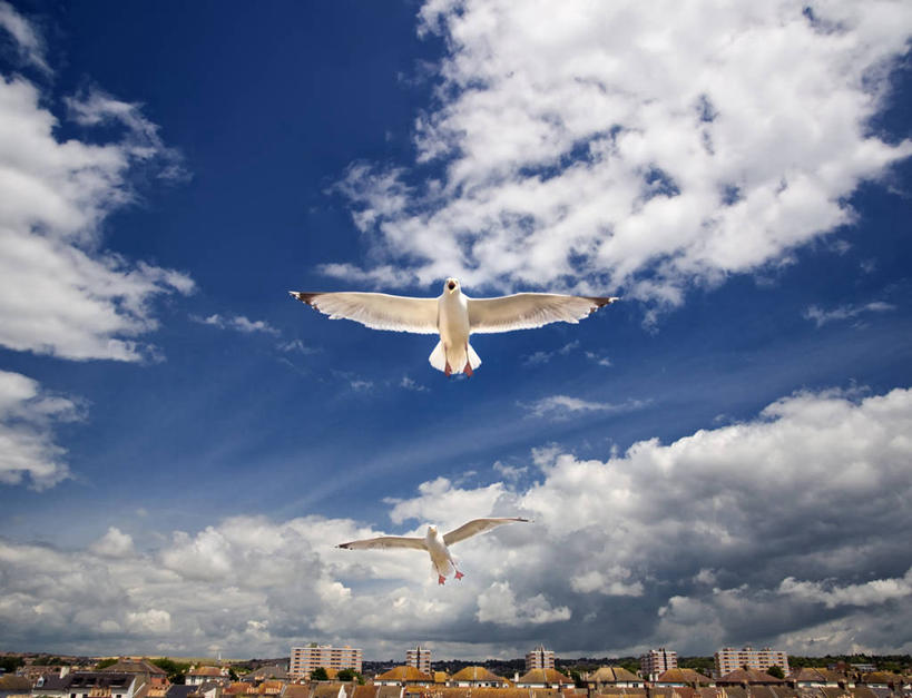 无人,横图,室外,白天,仰视,度假,自由,美景,城市风光,城市,海鸥,野生动物,英国,鸟类,景观,云,半空,娱乐,飞,英格兰,天空,自然,动物,两只,享受,休闲,景色,放松,摄影,黑脊鸥,苏塞克斯,彩图,低角度拍摄