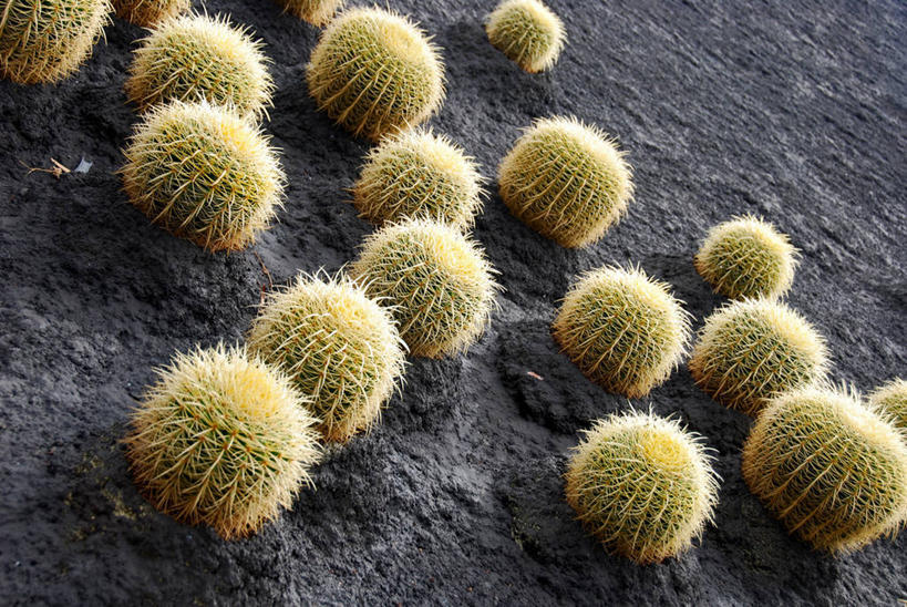 无人,横图,室外,特写,白天,仙人掌,西班牙,许多,很多,摄影,锋利,桶仙人掌,尖锐,泥,脆弱,清新,特内里费岛,大西洋群岛,彩图