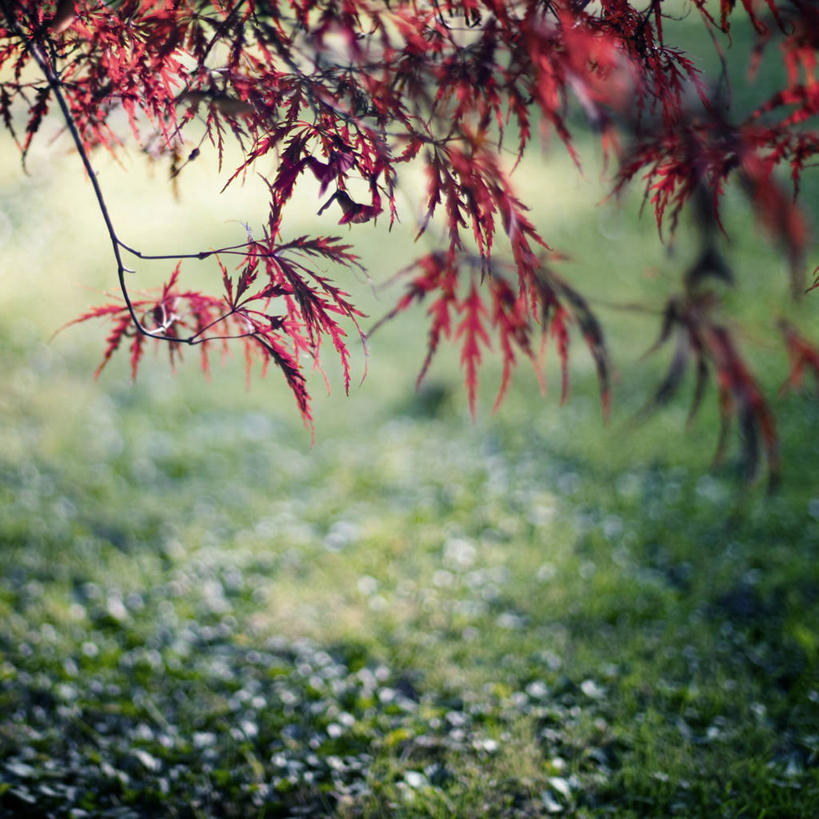 无人,方图,室外,白天,美景,叶子,斯洛文尼亚,景观,枝,首都,草,树,自然,景色,摄影,生长,清新,自然风光,卢布尔雅那,秋天,鸡爪枫,彩图