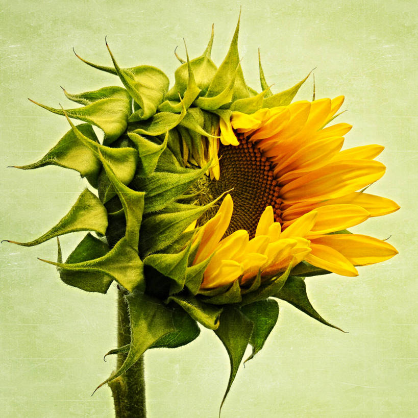 无人,方图,室外,特写,白天,向日葵,法国,黄色背景,盛开,纹路,纹理,茎,花蕾,花,花瓣,花朵,鲜花,一朵,自然,花苞,花蕊,摄影,脆弱,雄蕊,清新,肌理,萼片,斯特拉斯堡,彩图