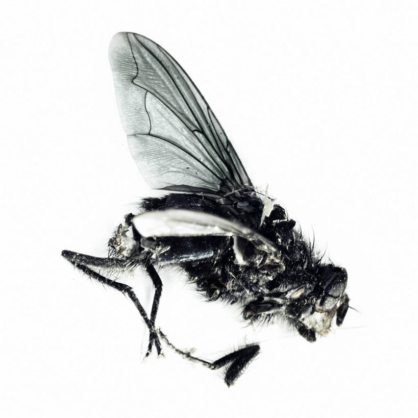 无人,方图,特写,白色背景,西班牙,巴塞罗那,昆虫,动物,摄影,死亡,益虫,彩图,影棚拍摄,巴塞罗那省